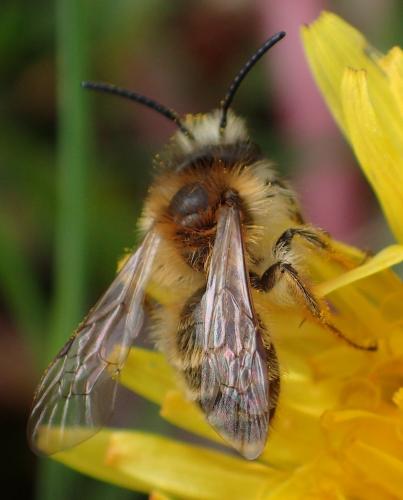 Réf. 227 300 : Andrena gravida